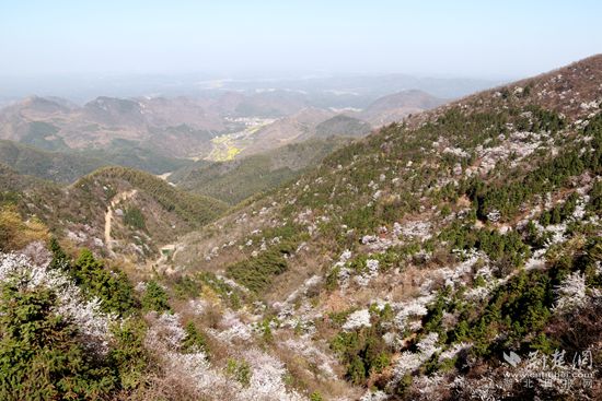 山上櫻花，山下油菜.jpg